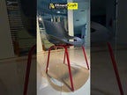 Baily Outdoor Chair