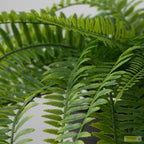 FEJKA artificial potted plant in outdoor hanging fern 12 cm - Standard - image 4